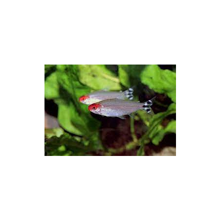 Zwinnik czerwonousty, rodostomus zwinnik